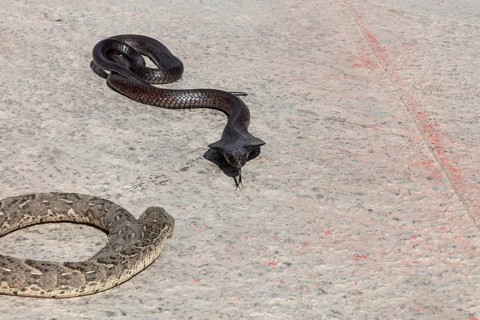 A black snake on light asphalt in the sun