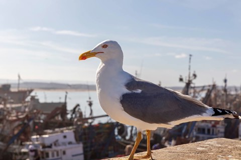 Close-up of a seagull looking out at a busy harbor scene and the ocean in the background