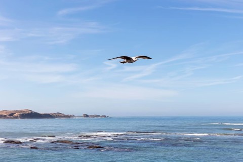 Seagull flies high above calm seas surrounded by clear blue skies and light breezes