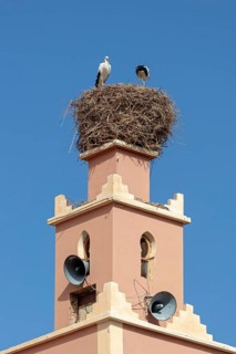 MAR, Dade Valley, storks