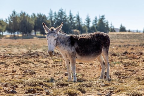 MAR, donkey