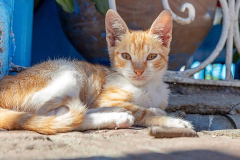 MAR, Chefchaouen, Medina, cat