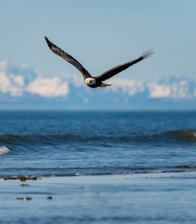 Bald eagle (Haliaeetus leucocephalus) in flight, Anchor Point at Cook Inlet, white mountain peaks