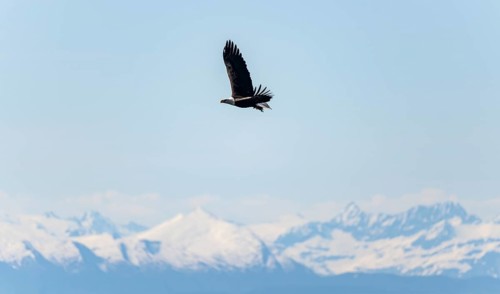 Bald eagles (Haliaeetus leucocephalus) flying on the beach at Anchor Point on Cook Inlet, snowy