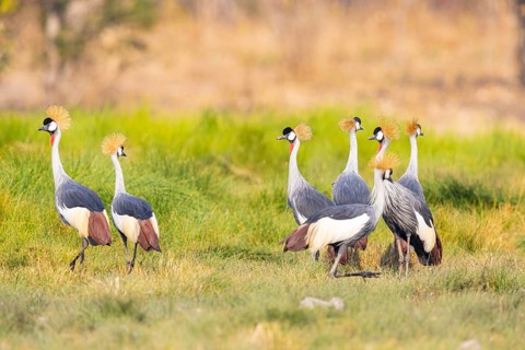 Crowned Crane (Balearica regulorum) Zambia