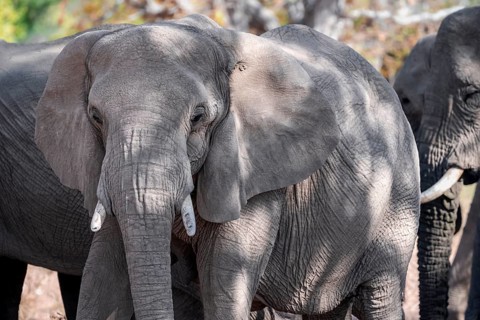 Single elephant in a herd of African elephants (Loxodonta africana), desert elephants, riverbed of