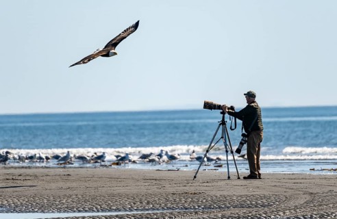 Nature photographer with tripod taking a picture of a bald eagle (Haliaeetus leucocephalus) in