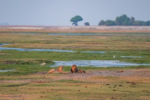 Maned lion and lioness, lion (Panthera leo), Ihaha, Chobe National Park, Botswana