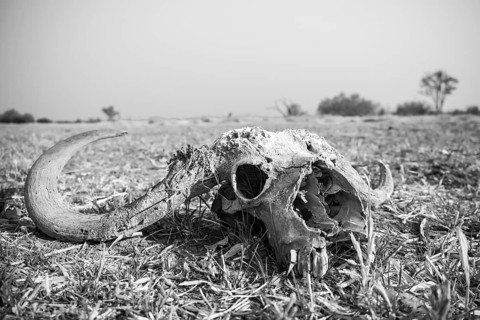 Buffalo Skull, Moremi Game Reserve, Botswana