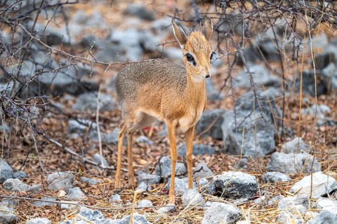 Damara dik-dik or kirk dik-dik (Madoqua kirkii), adult animal in the undergrowth, Etosha National