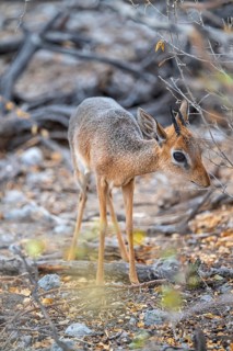 Damara dik-dik or kirk dik-dik (Madoqua kirkii), adult animal in the undergrowth, Etosha National