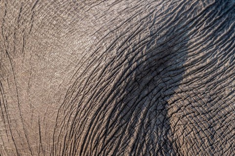 Detail, skin, African elephant (Loxodonta africana), Ihaha, Chobe National Park, Botswana