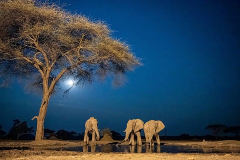 Waterhole at night, African elephants drinking, night view, Kasane, Botswana