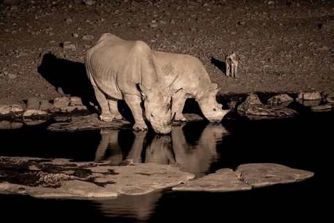 Night shot, black rhino (Diceros bicornis), Okaukuejo waterhole, Etosha National Park, Namibia