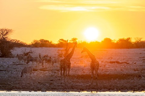 Angola giraffe (Giraffa giraffa angolensis), two giraffes in the backlight at sunset, atmospheric