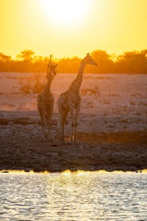 Angola giraffe (Giraffa giraffa angolensis), two giraffes in the backlight at sunset, atmospheric