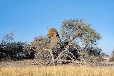 Camel's thorn tree (Acacia erioloba) with nest of the edible weaver, edible weaver (Philetairus