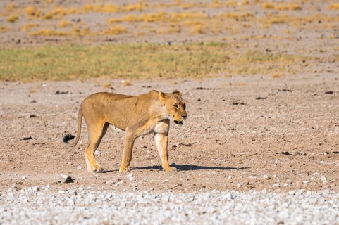 Lioness (Panthera leo), Etosha National Park, Namibia