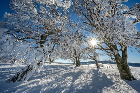 Winter atmosphere with snowy, snow-covered beech trees, windbreaks, windbeeches, Oberried,
