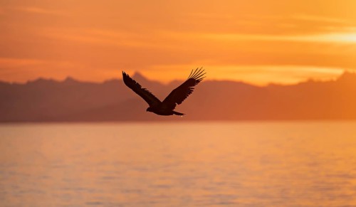 Bald eagle (Haliaeetus leucocephalus) flying in front of mountain silhouettes of the Aleutian