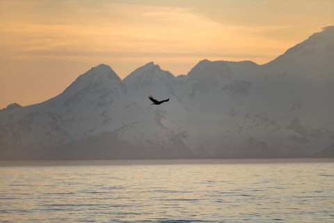 Bald eagle (Haliaeetus leucocephalus) flying in front of mountain silhouettes of the Aleutian chain