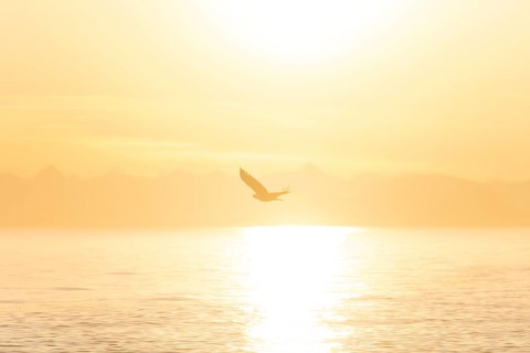 Bald eagle (Haliaeetus leucocephalus) flying against the setting sun, sunset, picturesque golden