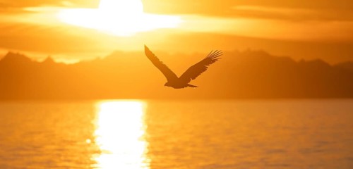 Bald eagle (Haliaeetus leucocephalus) flying in front of the setting sun, sunset, picturesque