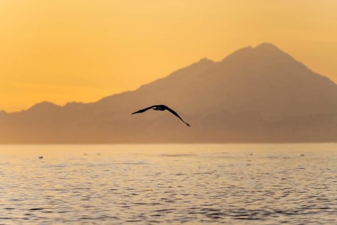 Bald eagle (Haliaeetus leucocephalus) flying in front of mountain silhouettes of the Aleutian chain