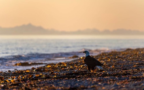 Bald eagle (Haliaeetus leucocephalus) on the beach at sunset, picturesque golden light of the