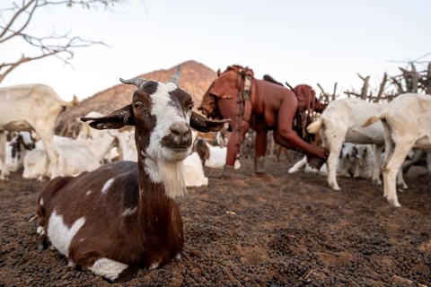 Himba woman milking a goat, traditional Himba village, Kaokoveld, Kunene, Namibia