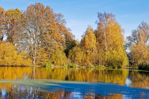 Autumn colors on Sandbrack, a lake in the Kirchwerder district of Hamburg. Fünfhausen, Kirchwerder,