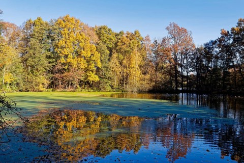 Autumn colors and algae on Sandbrack, a lake in the Kirchwerder district of Hamburg. Fünfhausen,