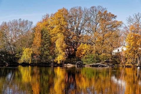 Trees in autumn colors on Sandbrack, a lake in the Kirchwerder district of Hamburg. Fünfhausen,