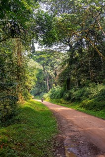 Motorbike on a road through the jungle, western region, Uganda
