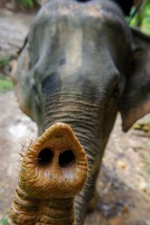 Indian elephant (Elephas maximus indicus) stretching its trunk towards the viewer, Thailand