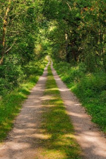 Dirt road leads through dreamy forest in the Lüneburger Heide nature park Park, Lower Saxony,