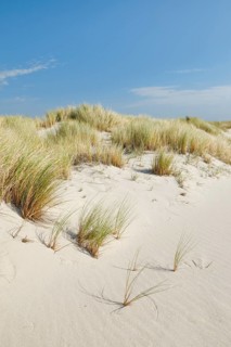 Sand dunes on the elbow on the island of Sylt, Germany