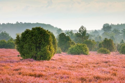 Junipers and pines in the blooming southern heath, Schmarbeck, Lower Saxony, Germany