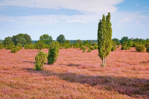 Juniper trees in the blooming southern heath near Schmarbeck, Lower Saxony, Germany