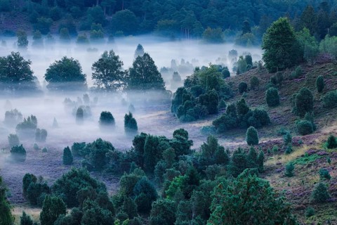 Forest and clouds of fog in Totengrund in the Lüneburger Heide, Lower Saxony, Germany