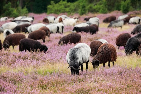 Heidschnucken eating in the midst of the blooming Lüneburger Heide, Lower Saxony, Germany