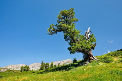 Old pine on Engstlenalp in Gental, Canton of Bern, Switzerland