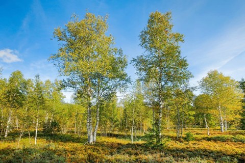 Large birch trees in early autumn with sunshine and blue sky, high moor near Les Ponts-de-Martel,
