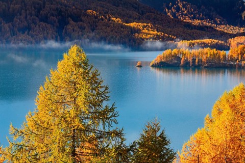 Larch forest around Lake Sils, Upper Engadin, Canton of Graubünden, Switzerland