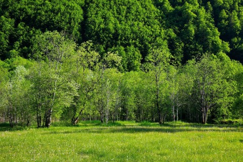 Birch and beech forest in Klöntal, Canton of Glarus, Switzerland
