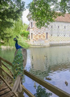 Indian peafowl (Pavo scalloped ribbonfish) at the castle of, Saint-Germain-de-Livet, Département