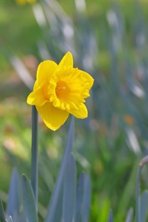 Daffodil (Narcissus), yellow flower in a garden, close-up, Wilnsdorf, North Rhine-Westphalia,