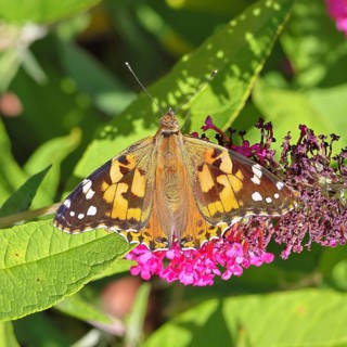 Thistle butterfly (Vanessa cardui) on a Buddleja davidii flower, Wilnsdorf, North Rhine-Westphalia,
