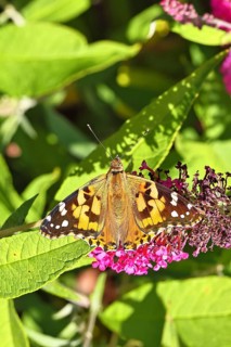 Thistle butterfly (Vanessa cardui) on a Buddleja davidii flower, Wilnsdorf, North Rhine-Westphalia,