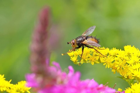 Hedgehog fly (Tachina fera), collecting nectar from a yellow flower of Solidago canadensis